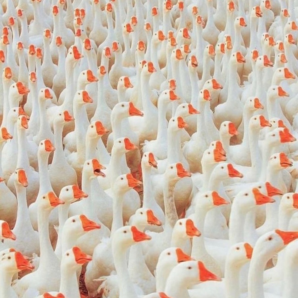 Meet your Posher, Claire